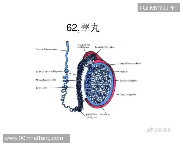 攀岩新手必看:从零开始的比赛经验与技巧全面指南